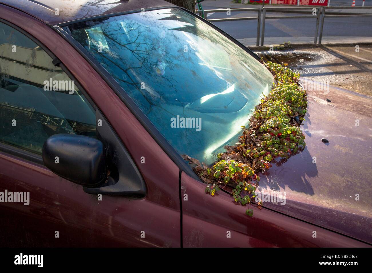 plant grows on the windshield of an illegally parked car near the street Konrad-Adenauer-Ufer, Cologne, Germany.  Pflanze waechst an der Windschutzsch Stock Photo