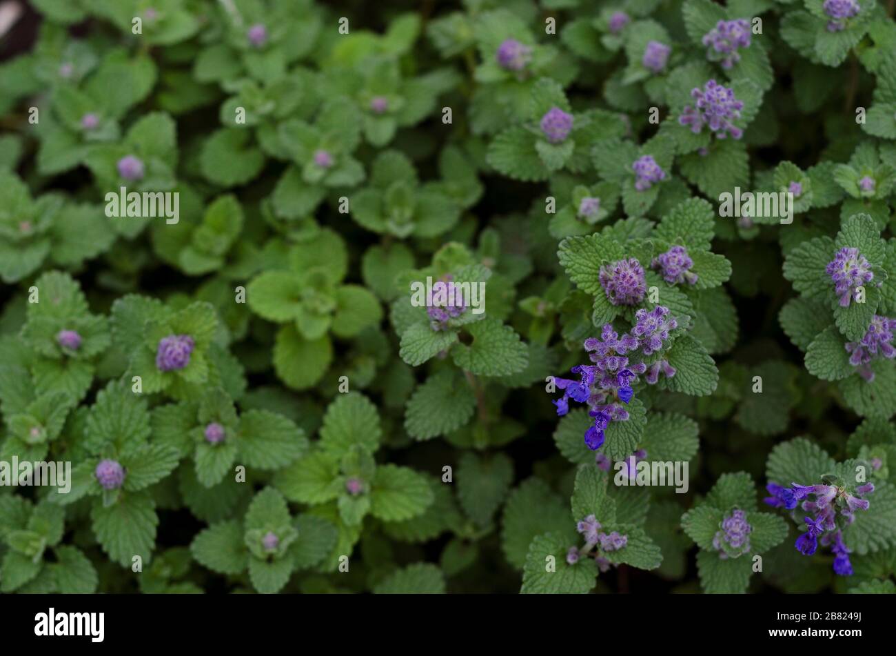 Feline mint variety with blue flowers Stock Photo