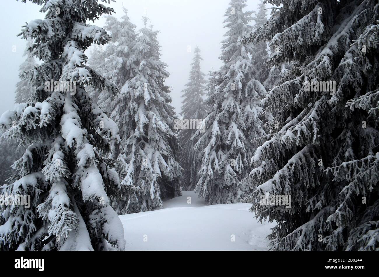 ate in the forest covered with snow Stock Photo