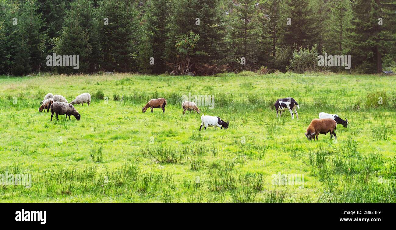 Sheep cattle goats grazing hi-res stock photography and images - Alamy