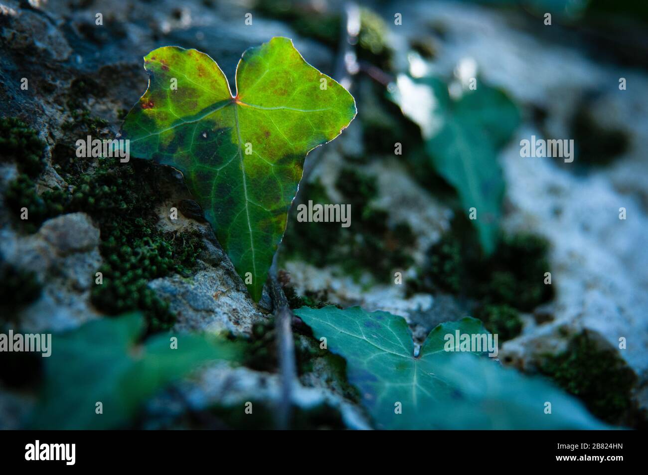 Climbing ivy close-up. Stock Photo