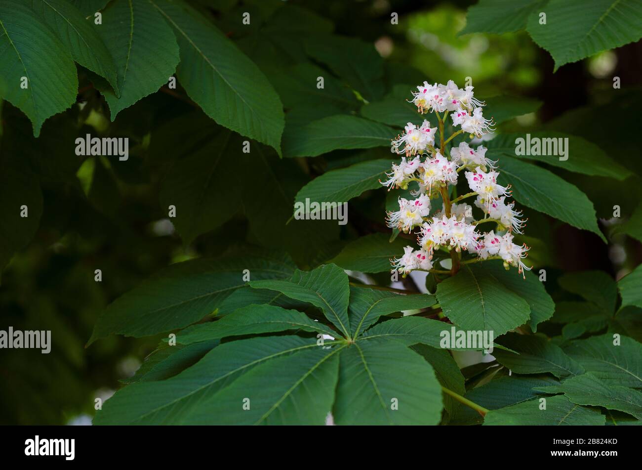 horse chestnut bloom in spring Stock Photo Alamy