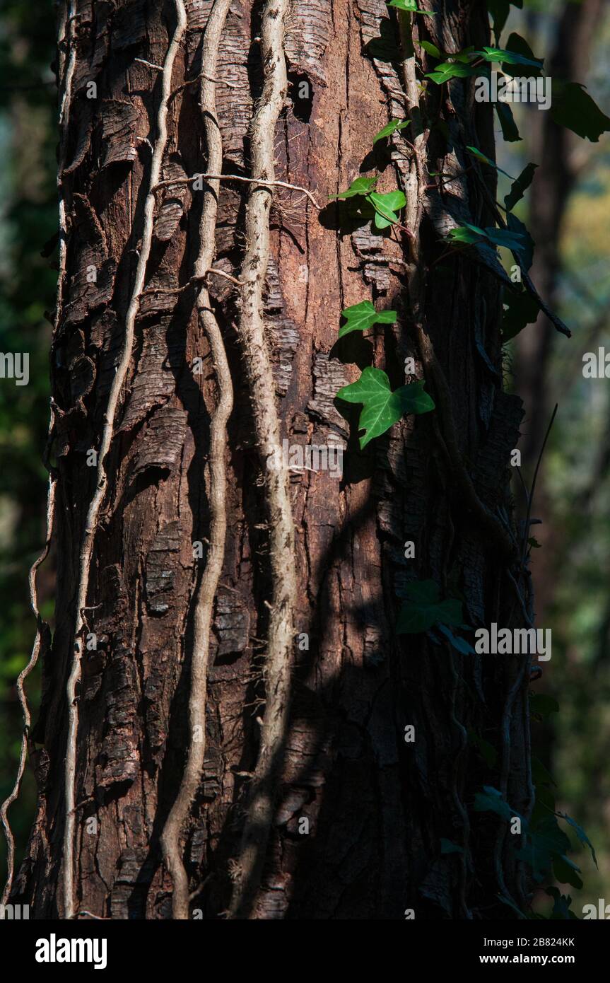 Climbing ivy grows along a trunk. Stock Photo