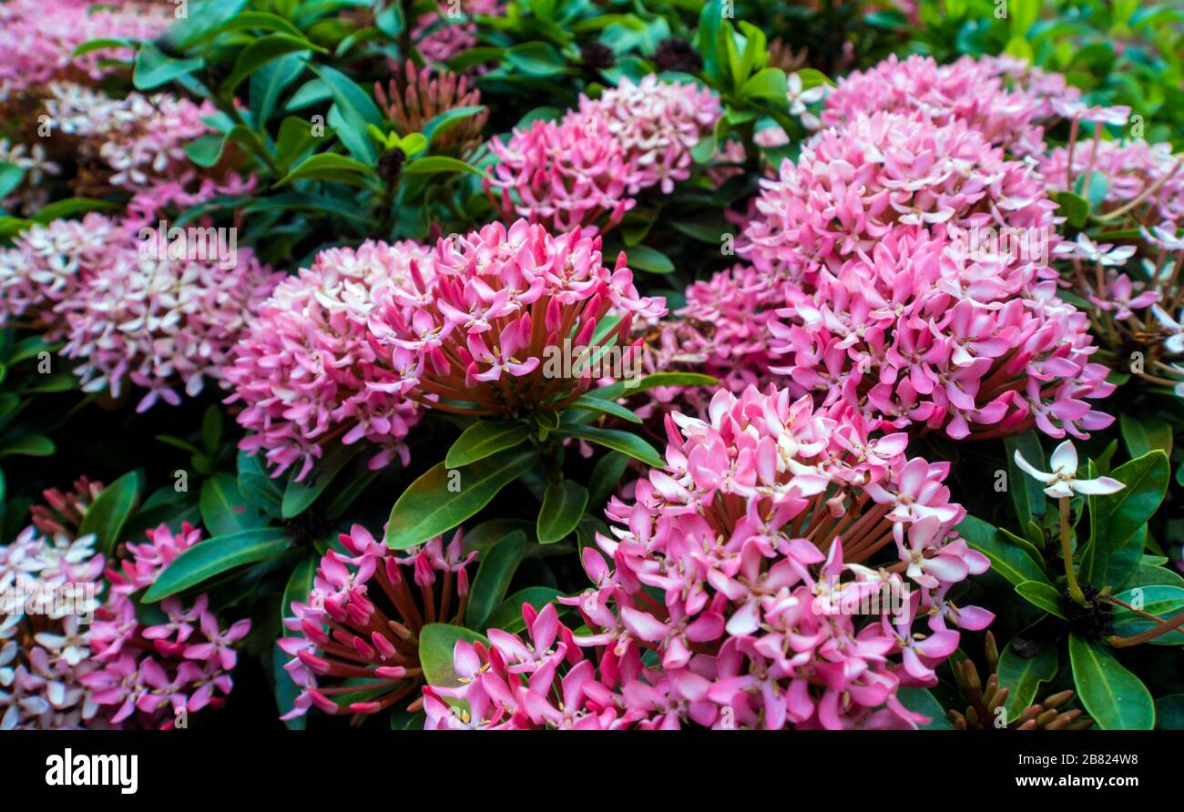 The tight cluster of Pink Ixora flower inflorescences Stock Photo