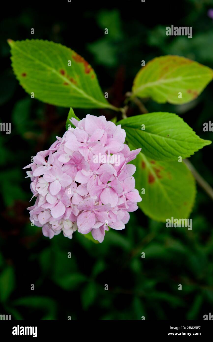 hydrangea macrophylla nigra Stock Photo