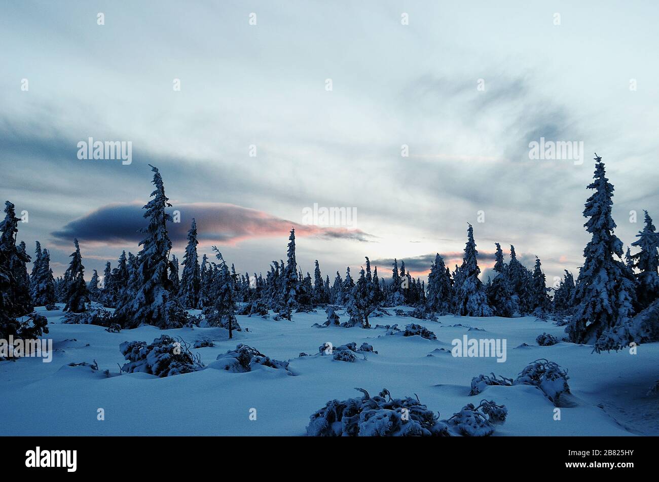 Snowy sunset in a forest hi-res stock photography and images - Alamy