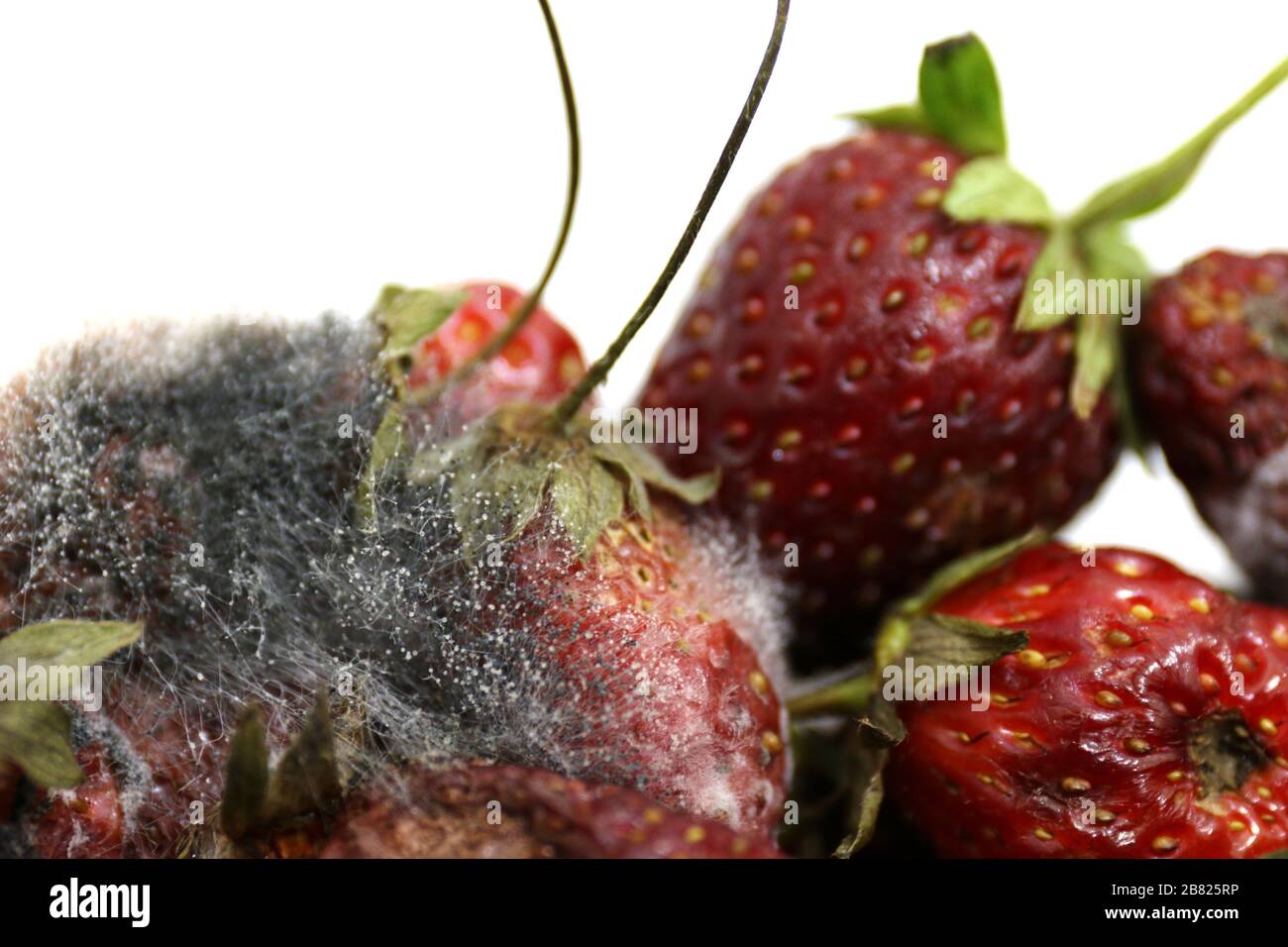Moldy Fruit High Resolution Stock Photography and Images Alamy