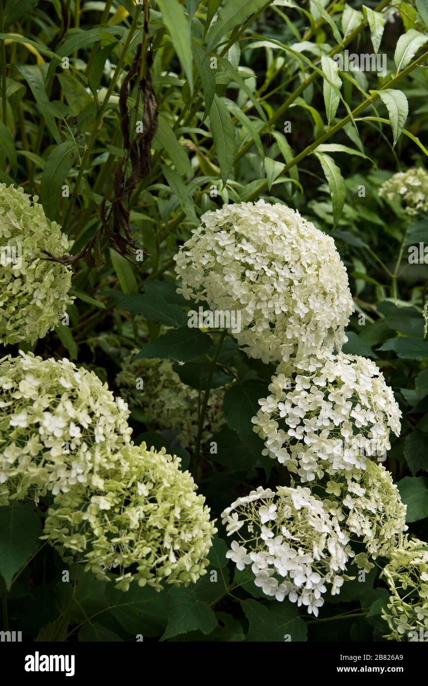 hydrangea arborescens annabelle Stock Photo