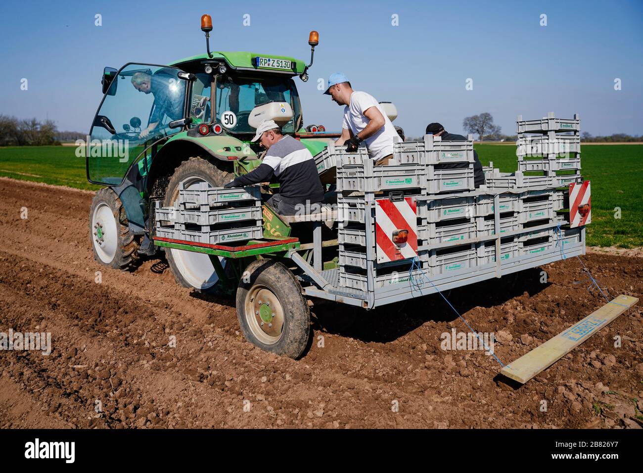 19 March 2020, Rhineland-Palatinate, Böhl-Iggelheim: Field workers on a tractor plant early potatoes of the Annabelle variety in a field. In the climatically favoured Vorderpfalz the planting of the first early potatoes of the season has begun. Photo: Uwe Anspach/dpa Stock Photo