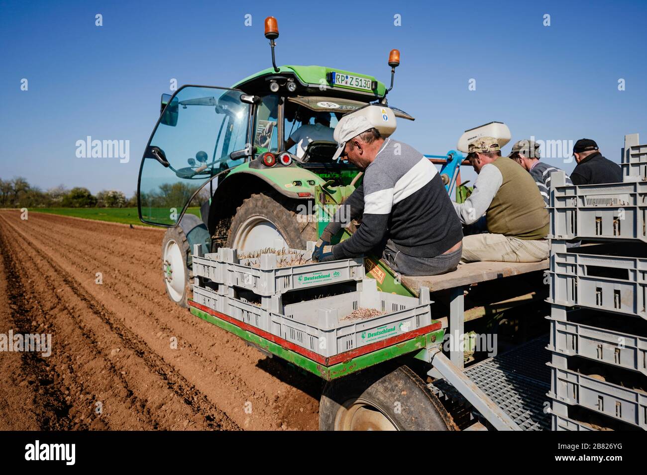 19 March 2020, Rhineland-Palatinate, Böhl-Iggelheim: Field workers on a tractor plant early potatoes of the Annabelle variety in a field. In the climatically favoured Vorderpfalz the planting of the first early potatoes of the season has begun. Photo: Uwe Anspach/dpa Stock Photo