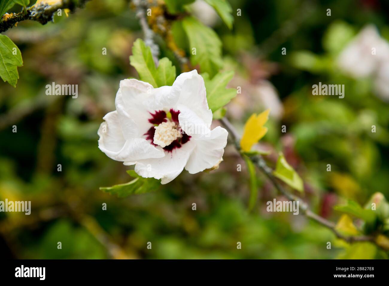 hibiscus syriacus 'red heart' Stock Photo