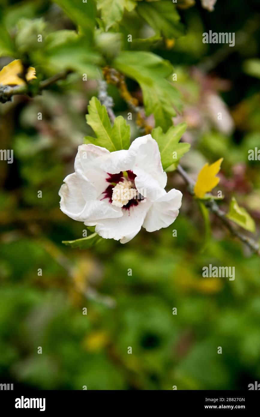 hibiscus syriacus 'red heart' Stock Photo