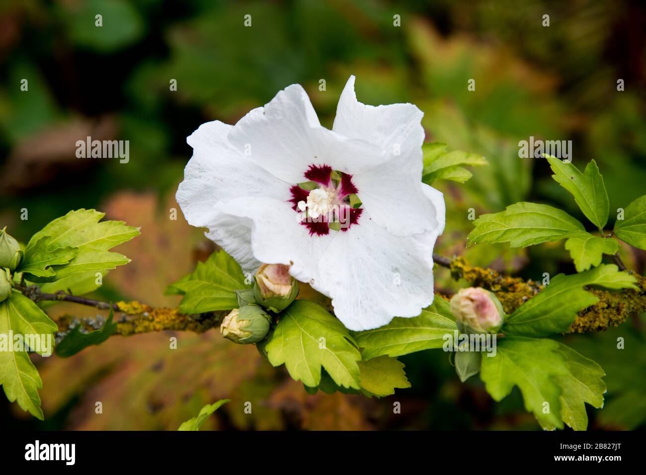 hibiscus syriacus 'red heart' Stock Photo