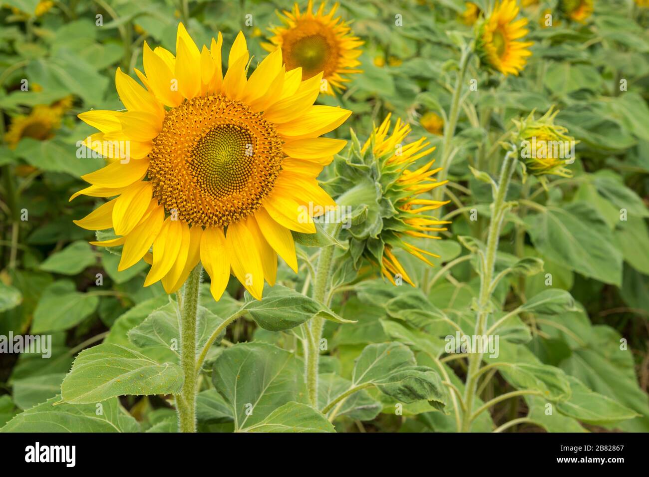 Agriculture stock image - Sunflower field Stock Photo - Alamy