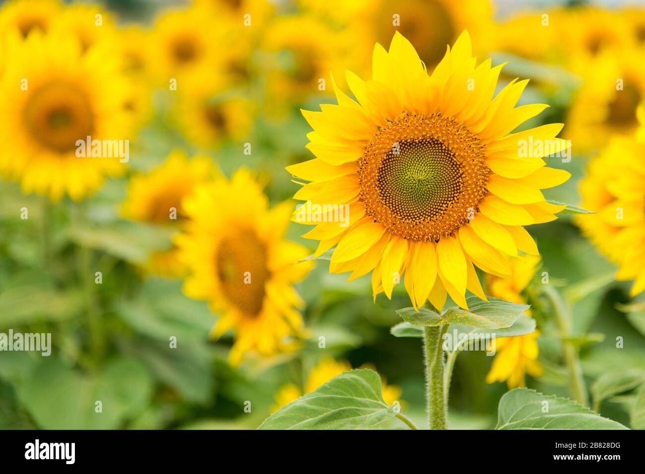 Agriculture stock image - Sunflower field Stock Photo - Alamy