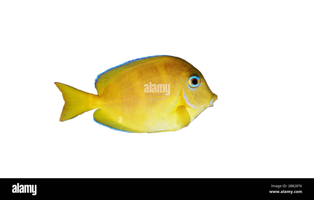 Blue (yellow juvenile) Atlantic ocean surgeonfish tang - Acanthurus coeruleus Stock Photo