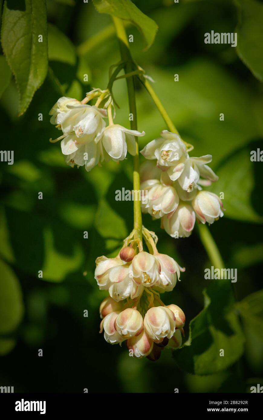 Blossoms of a European bladdernut (Staphylea pinnata) on a sunny day in springtime Stock Photo