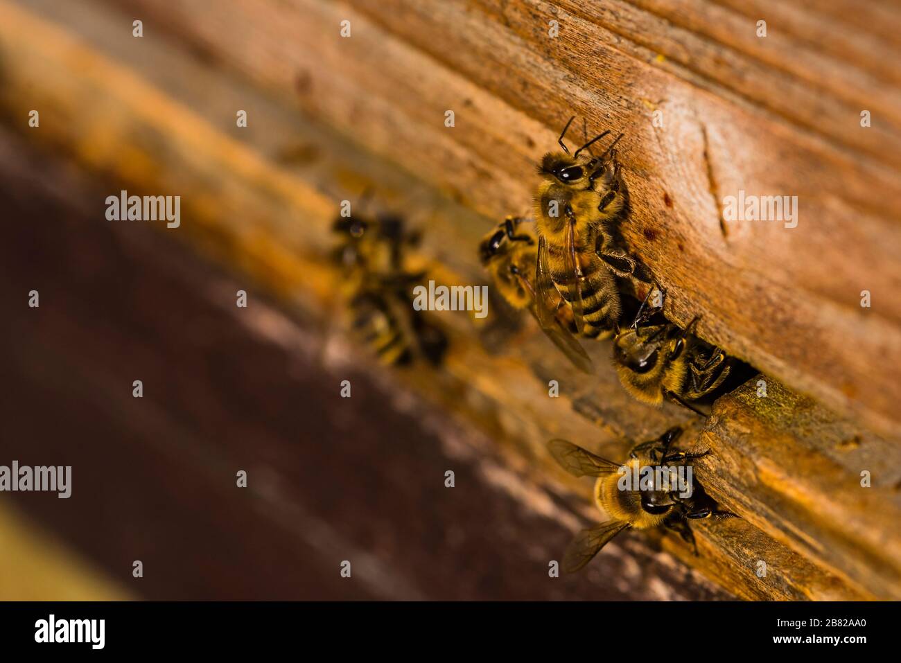 Yellow beehive industrious bees hi-res stock photography and images - Alamy