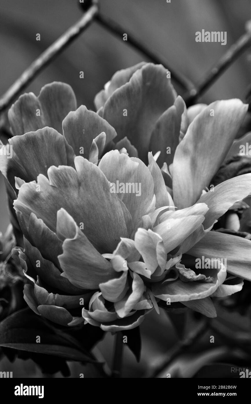 Black and White Peony Flower, Close Up Stock Photo