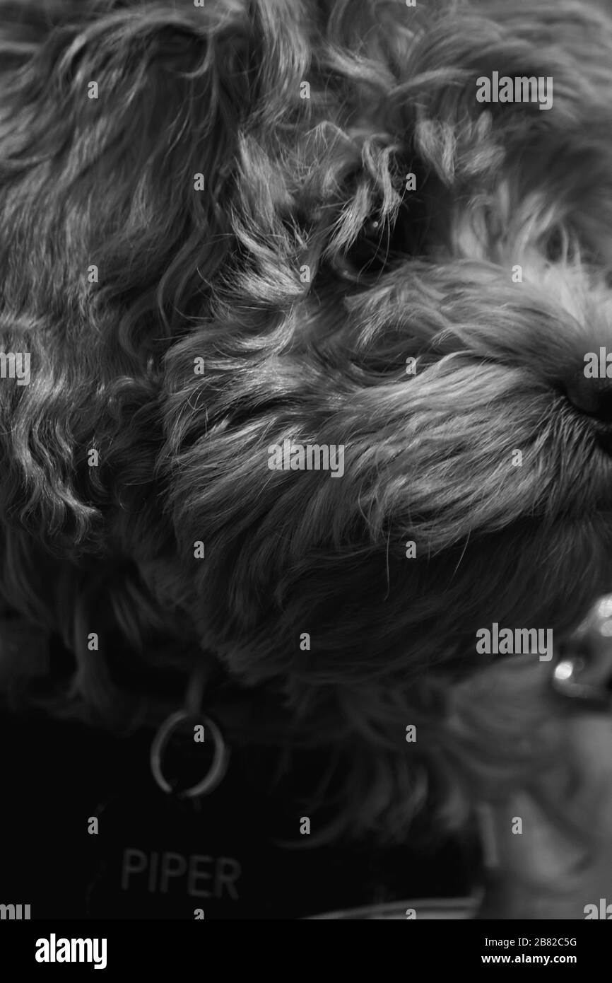 Cavapoo Puppy Profile Close Up, Black and White Photo Stock Photo