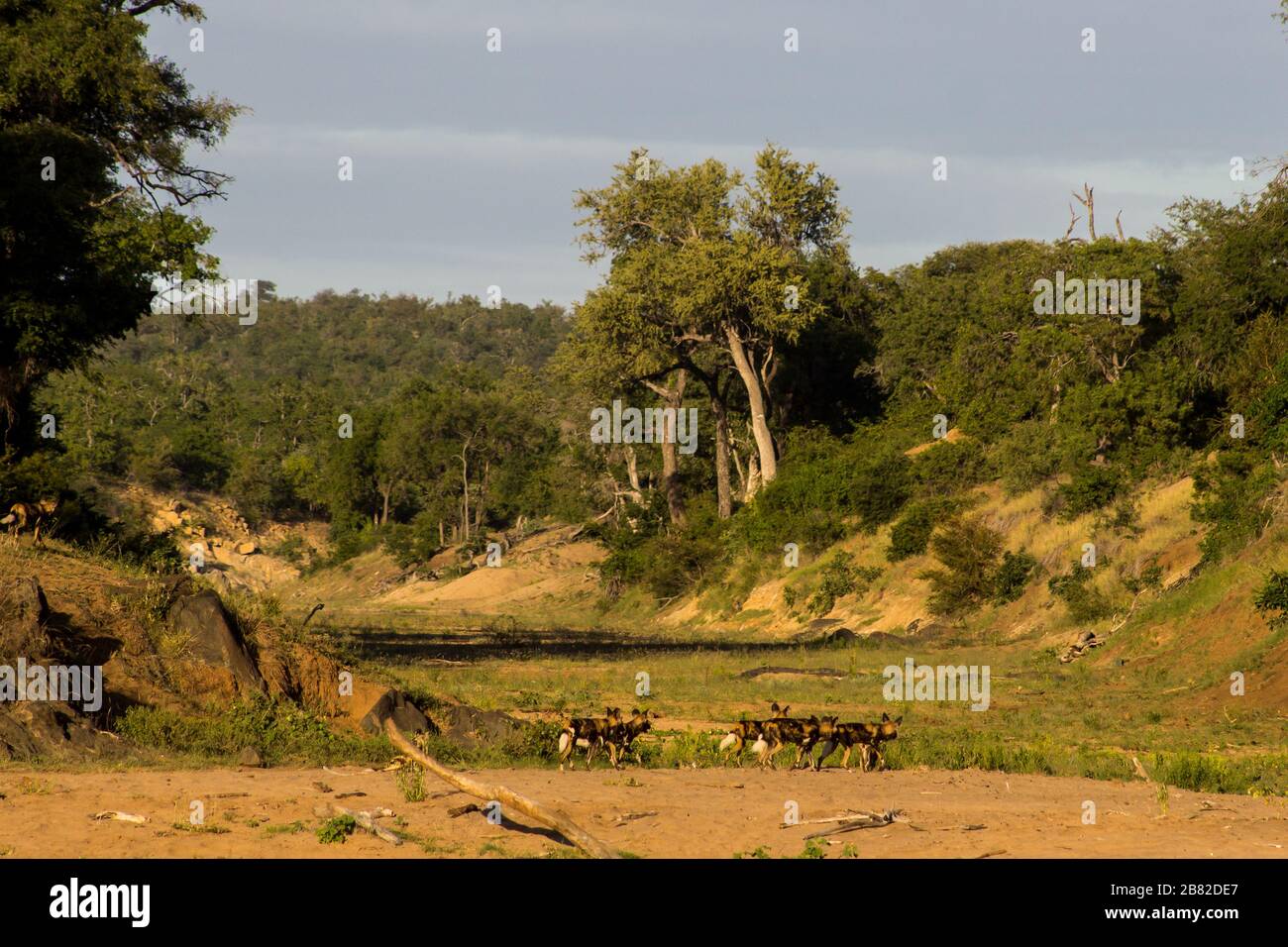 A small dried up river with a pack of African painted wolfs, Lycaon pictus, turning into it, in the Kruger National Park, South Africa Stock Photo