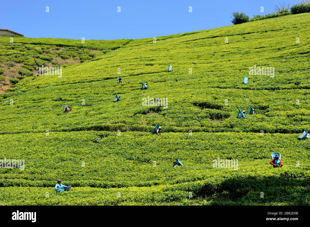 Sri Lanka, Nuwara Eliya, tea plantation, tamil women plucking tea leaves Stock Photo