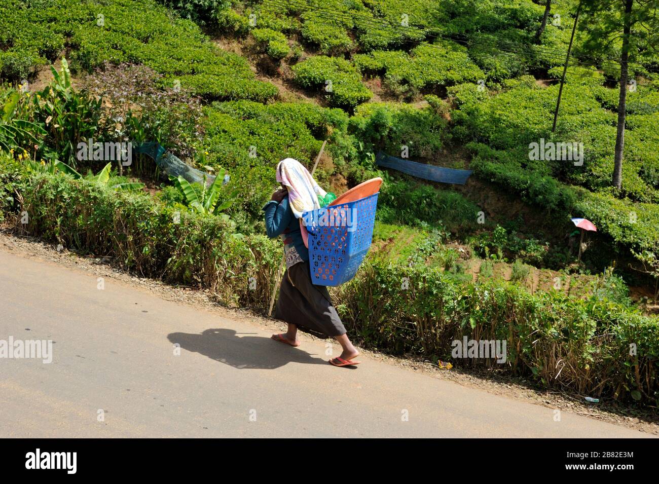 Sri Lanka, Nuwara Eliya, tea plantations, tamil woman walking Stock Photo