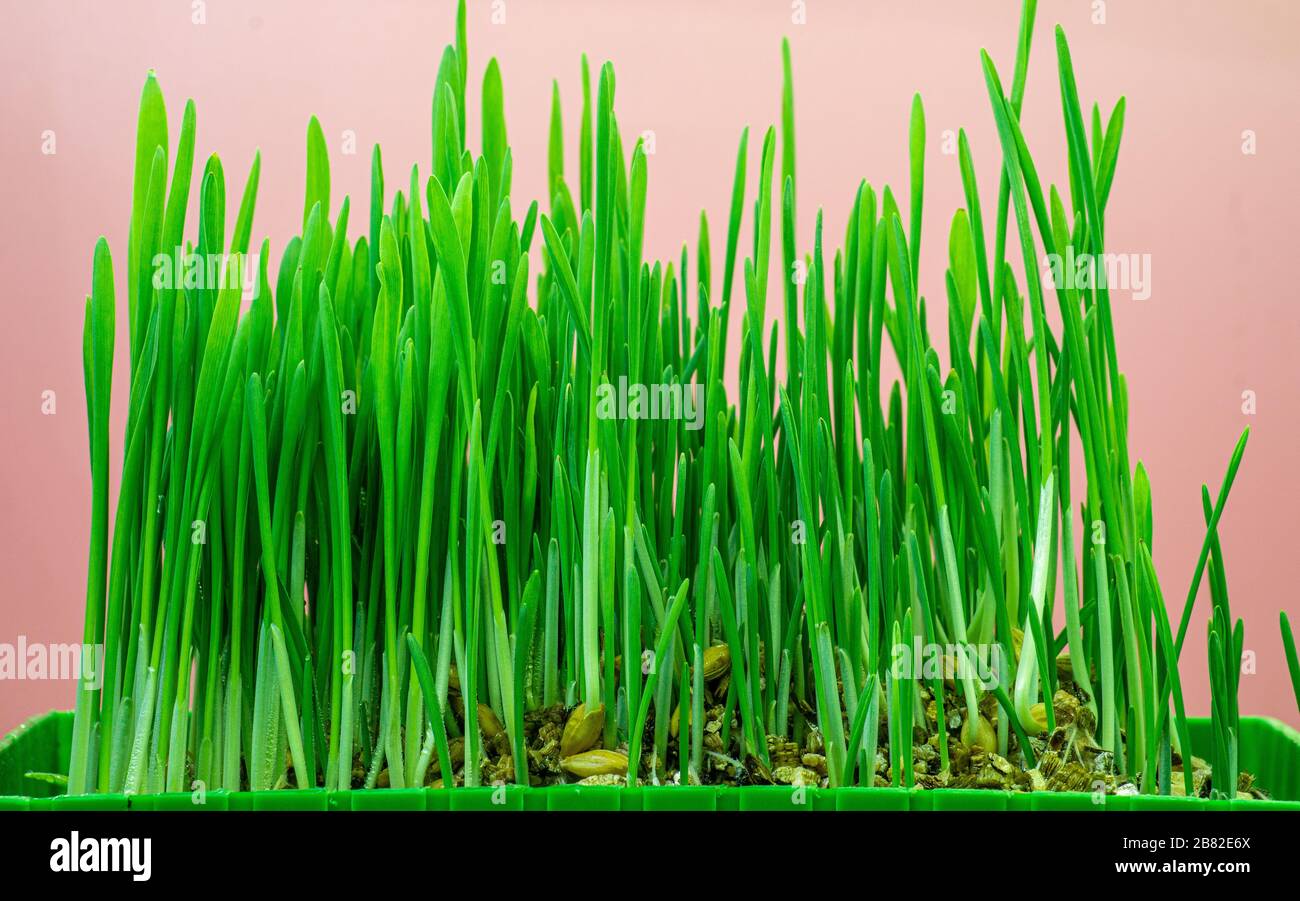 Green cat grass oats on red background Stock Photo Alamy