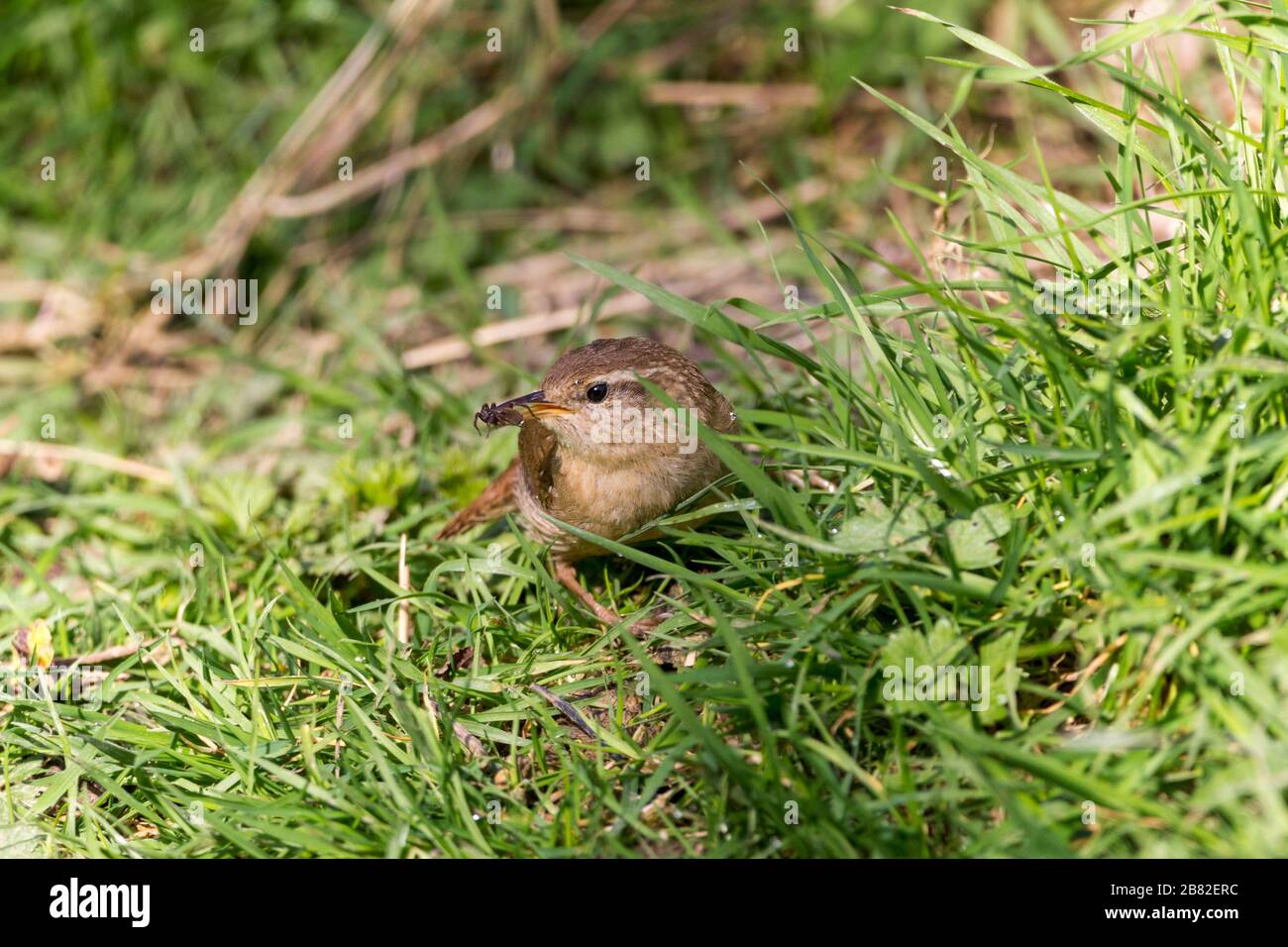 Wren (Troglodytes troglodytes) small redish brown bird with short often cocked tail long thin bill and large feet. Buff underside faint barred plumage Stock Photo