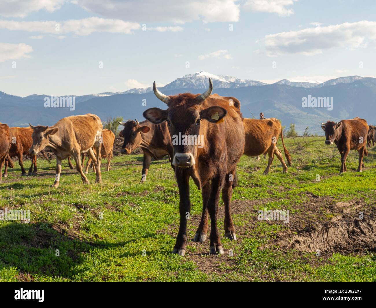 Curious cows in Gori, Georgia. Birthplace of Soviet leader Joseph Stalin. Stock Photo