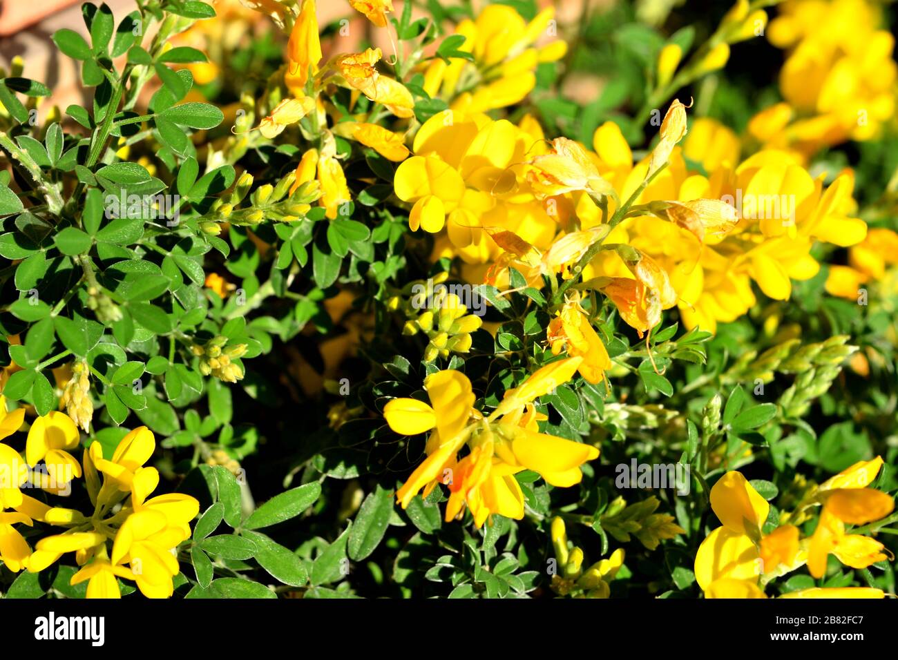 A closeup of the beautiful yellow genista flowers Stock Photo