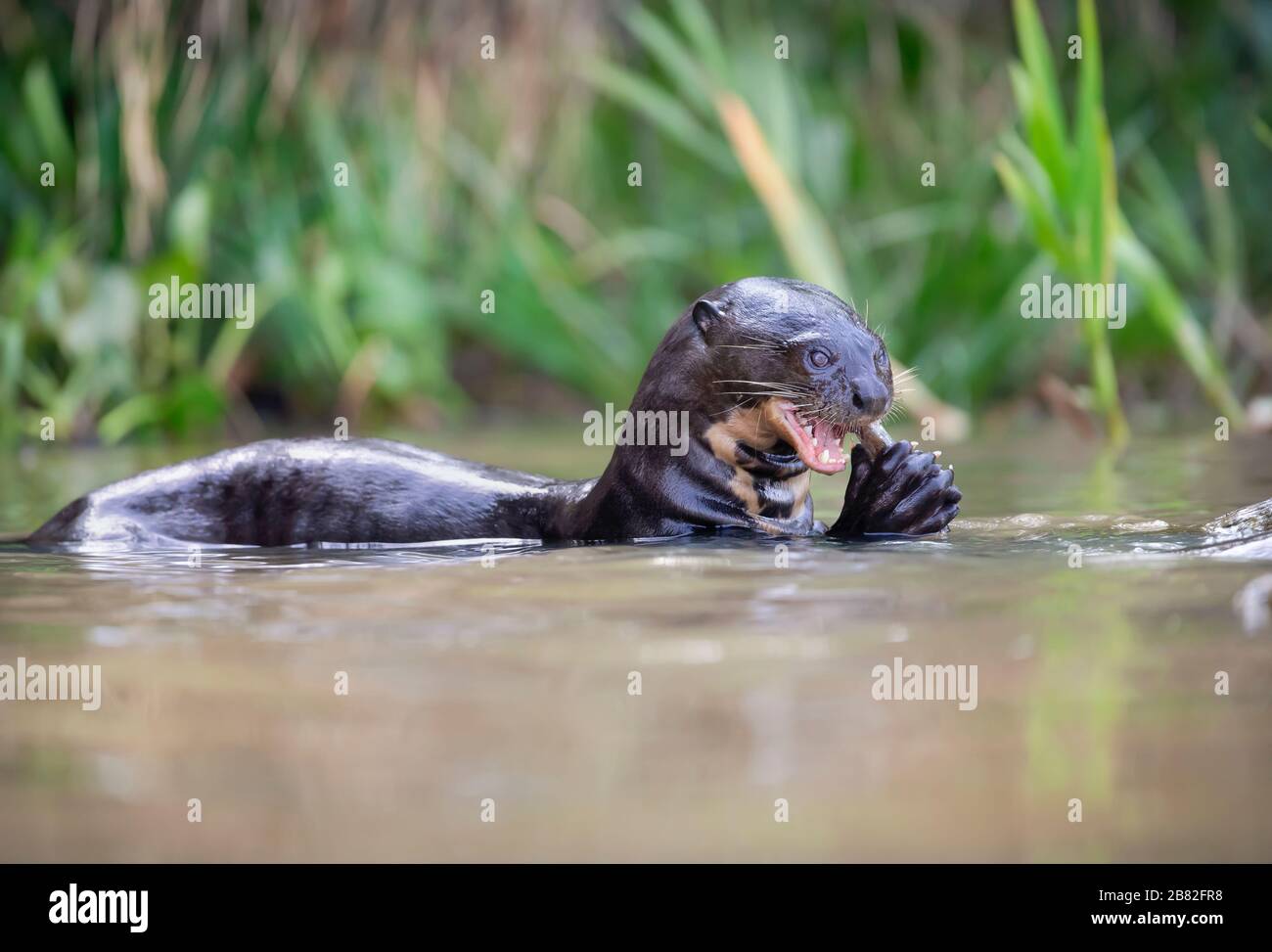 Giant Otter High Resolution Stock Photography And Images Alamy