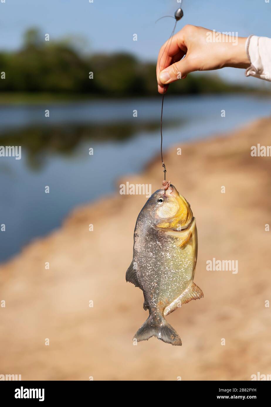 Piranha Fish Hanging By Fishing Line Stock Photo by ©ammmit 88024946