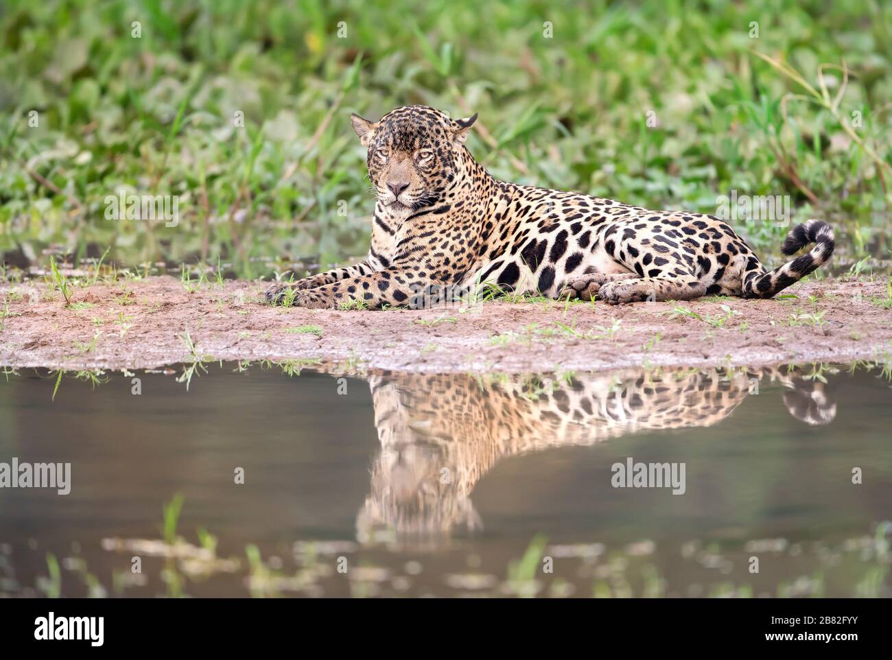 Close Up Of A Jaguar Lying On A River Bank Pantanal Brazil Stock Photo Alamy