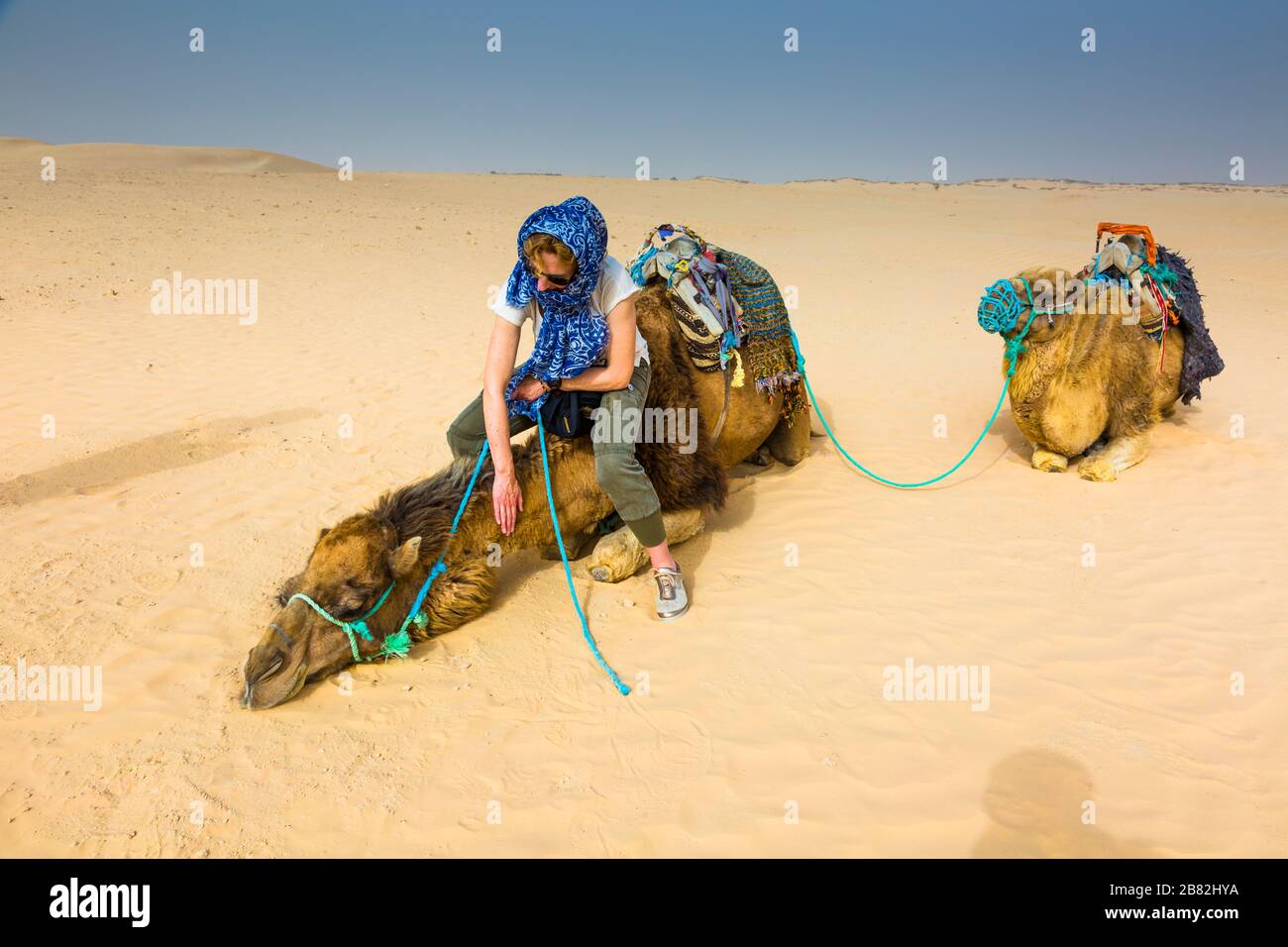 Woman in a dromedary ride in the desert. Stock Photo