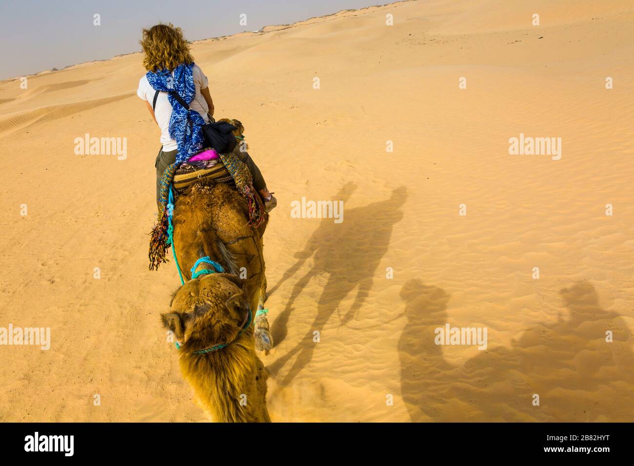 Woman in a dromedary ride in the desert. Stock Photo