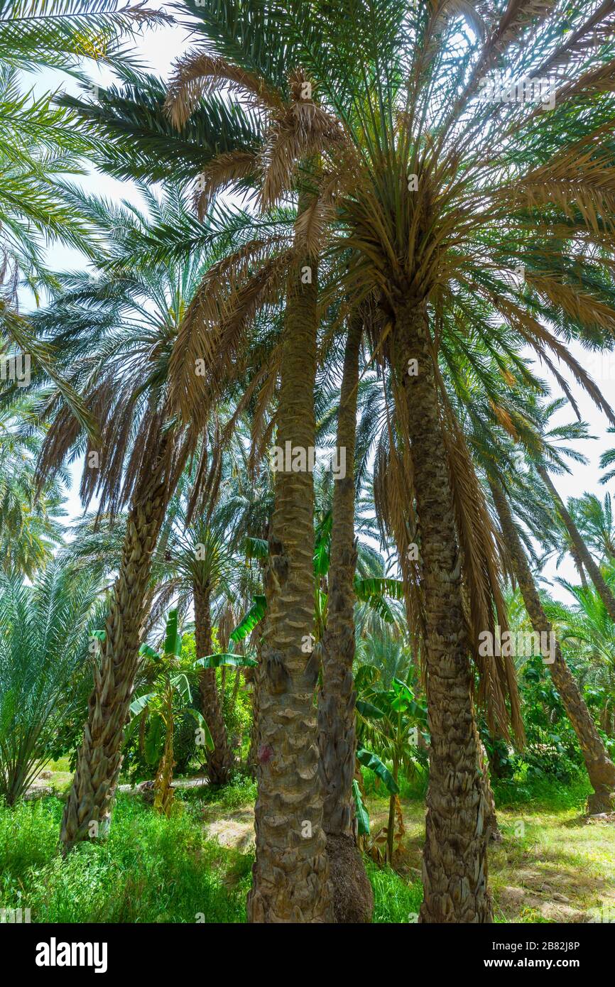 Palm grove. Stock Photo