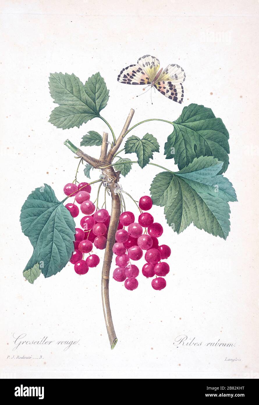 19th-century hand painted Engraving illustration of a Red currant (Ribes rubrum) and butterfly  by Pierre-Joseph Redoute. Published in Choix Des Plus Belles Fleurs, Paris (1827). by Redouté, Pierre Joseph, 1759-1840.; Chapuis, Jean Baptiste.; Ernest Panckoucke.; Langois, Dr.; Bessin, R.; Victor, fl. ca. 1820-1850. Stock Photo