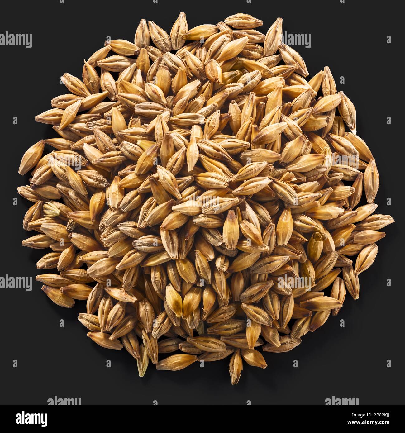 Pile of unhulled Barley (Hordeum vulgare seeds), isolated on black, top view Stock Photo