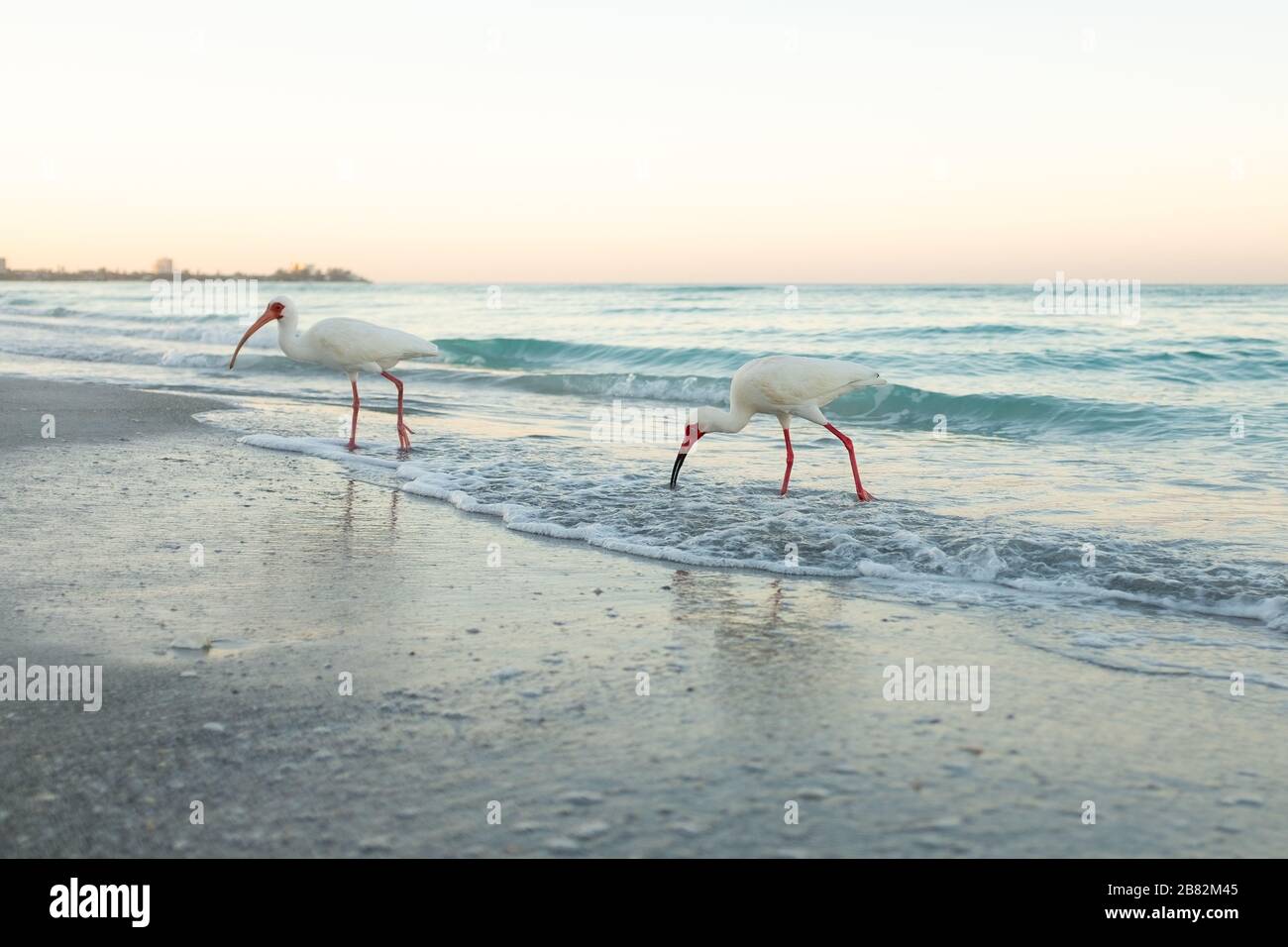 American White Ibis (Eudocims Albus) feed in the early morning surf along Lido Beach on the Gulf of Mexcio in Lide Key, Sarasota, Florida. Stock Photo