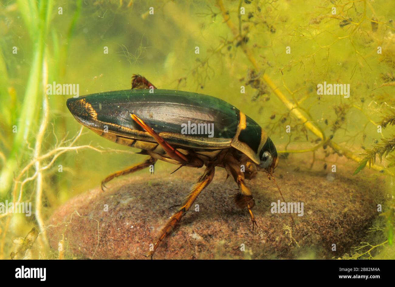 Gelbrandkäfer, Gelbrand-Käfer, Gelbrand, Männchen, Dytiscus marginalis, great diving beetle, male, Schwimmkäfer, Dytiscidae Stock Photo