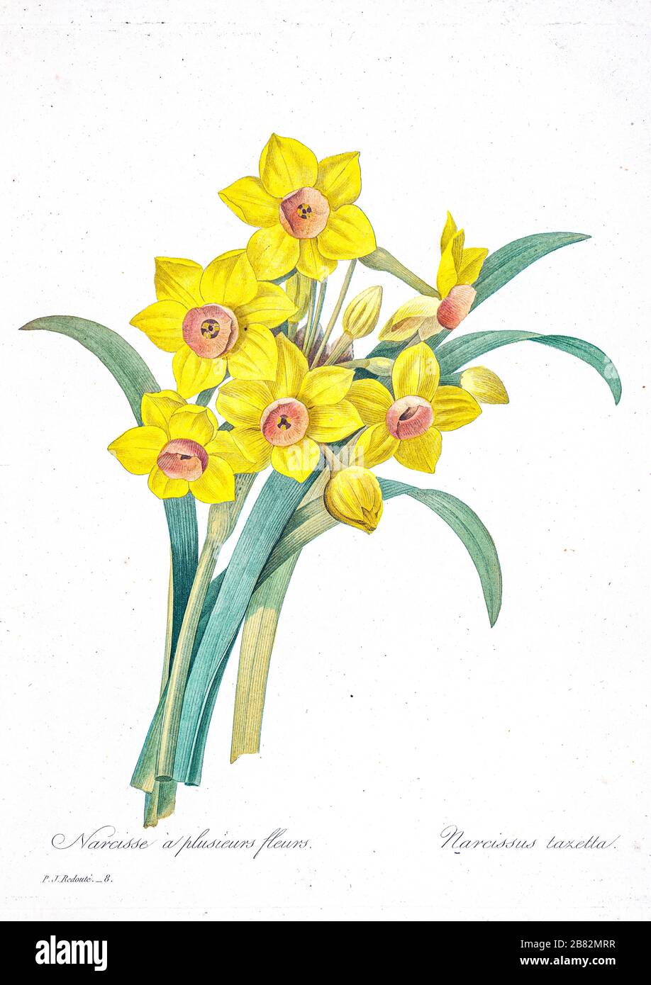 19th-century hand painted Engraving illustration of Narcissus tazetta (bunch-flowered narcissus, bunch-flowered daffodil flowers, by Pierre-Joseph Redoute. Published in Choix Des Plus Belles Fleurs, Paris (1827). by Redouté, Pierre Joseph, 1759-1840.; Chapuis, Jean Baptiste.; Ernest Panckoucke.; Langois, Dr.; Bessin, R.; Victor, fl. ca. 1820-1850. Stock Photo
