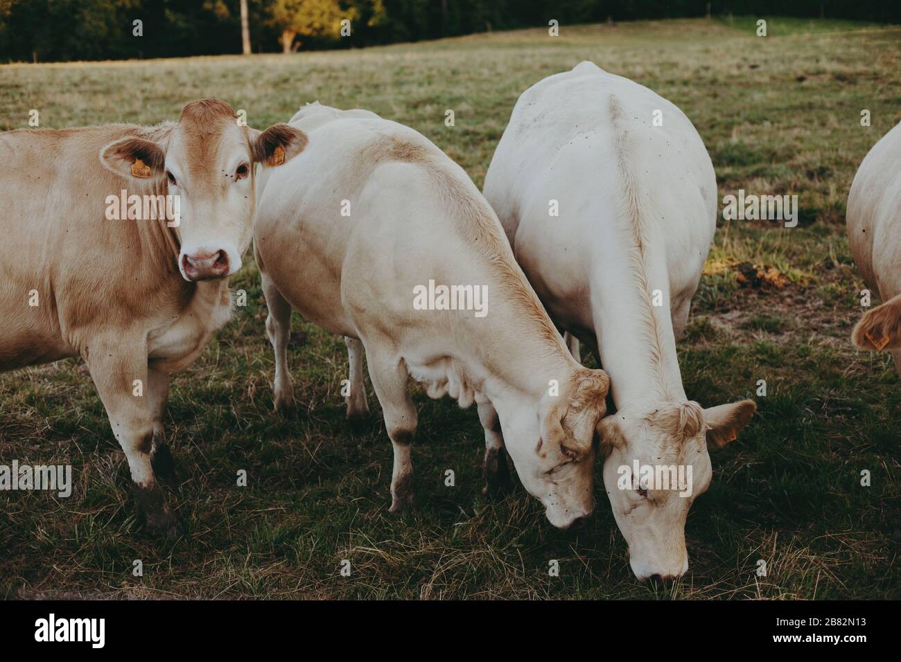 A local family farm raises cows for meat in the Champagne Region, France, Cows are grass-fed on surrounding pastures during warm months. Stock Photo