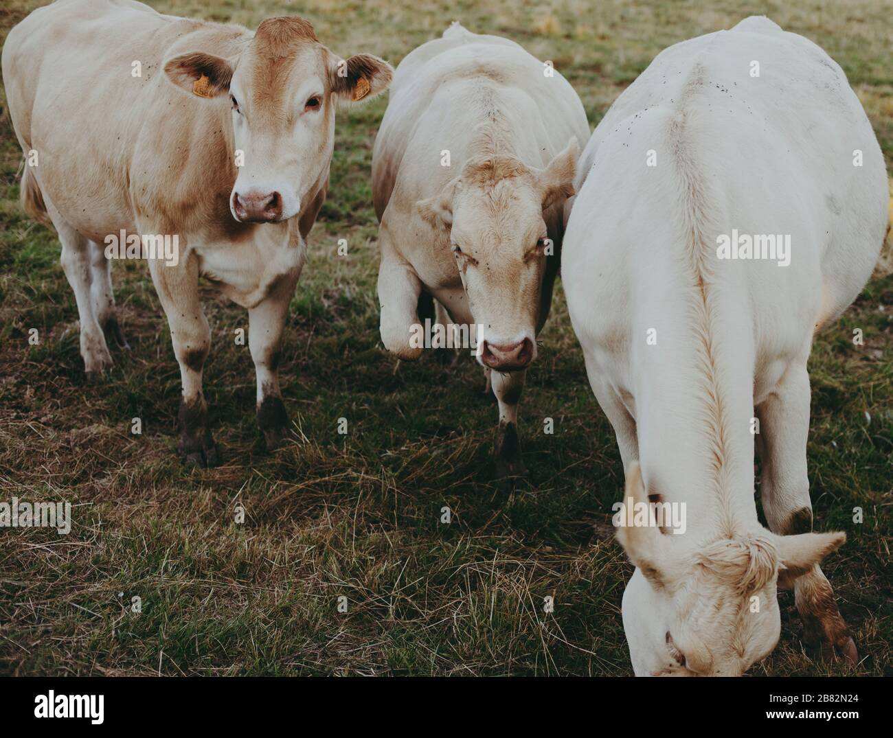 A local family farm raises cows for meat in the Champagne Region, France, Cows are grass-fed on surrounding pastures during warm months. Stock Photo