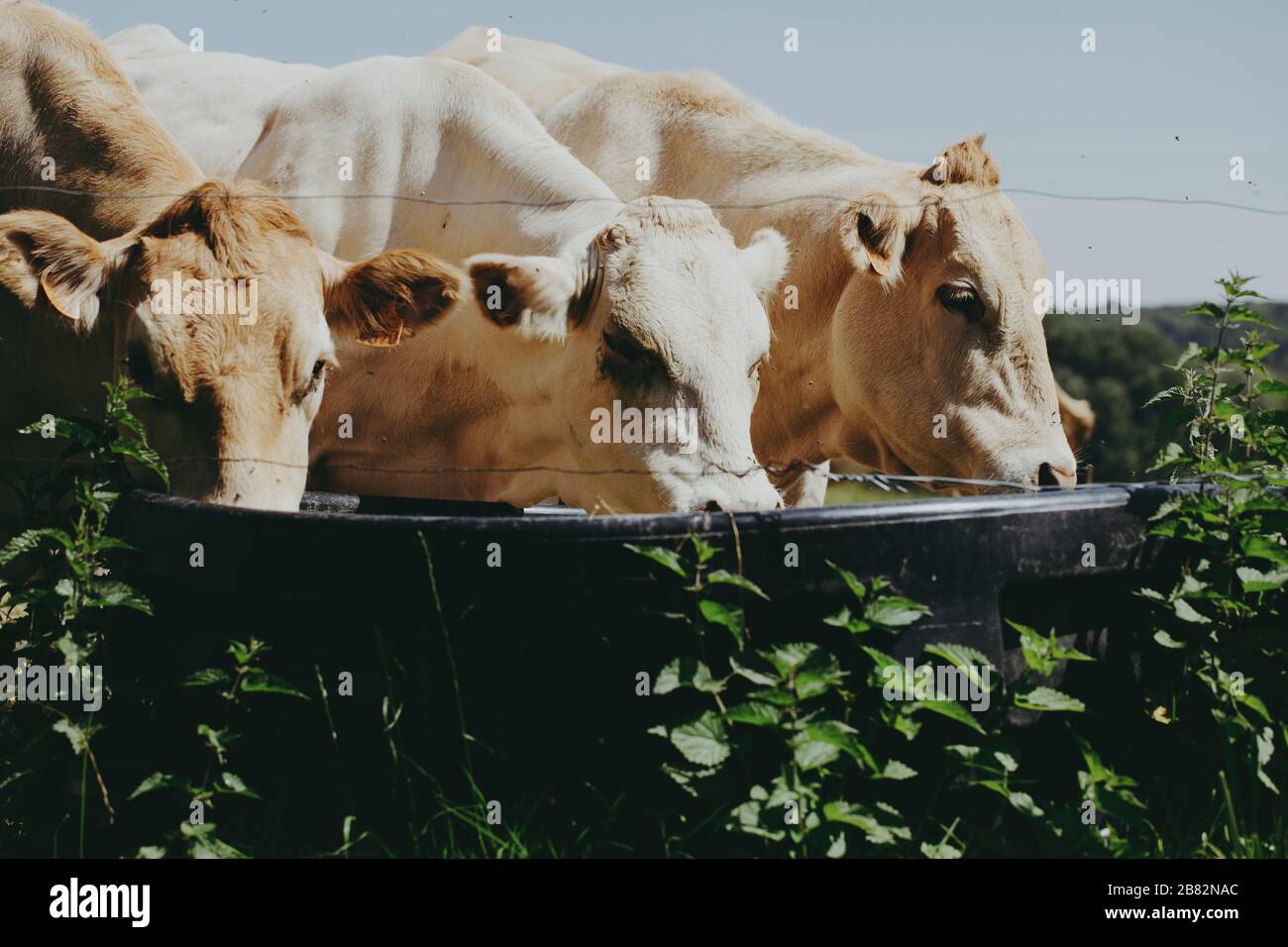 A local family farm raises cows for meat in the Champagne Region