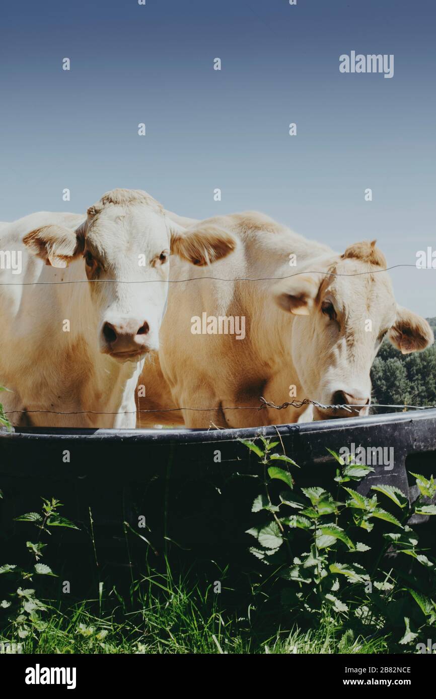 A local family farm raises cows for meat in the Champagne Region