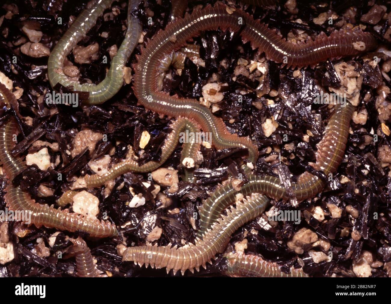 Korean bait worm, Perinereis aibuhitensis Stock Photo