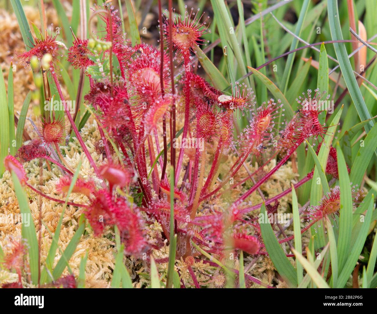 The sundew bog plant Thursley national nature reserve Stock Photo Alamy