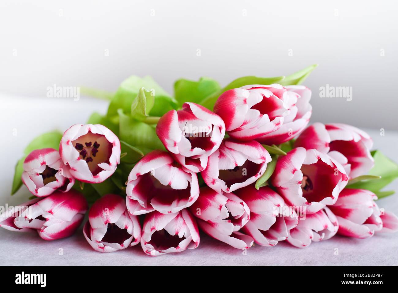 close- up view bouquet of pink tulips with petals with white edges Stock Photo