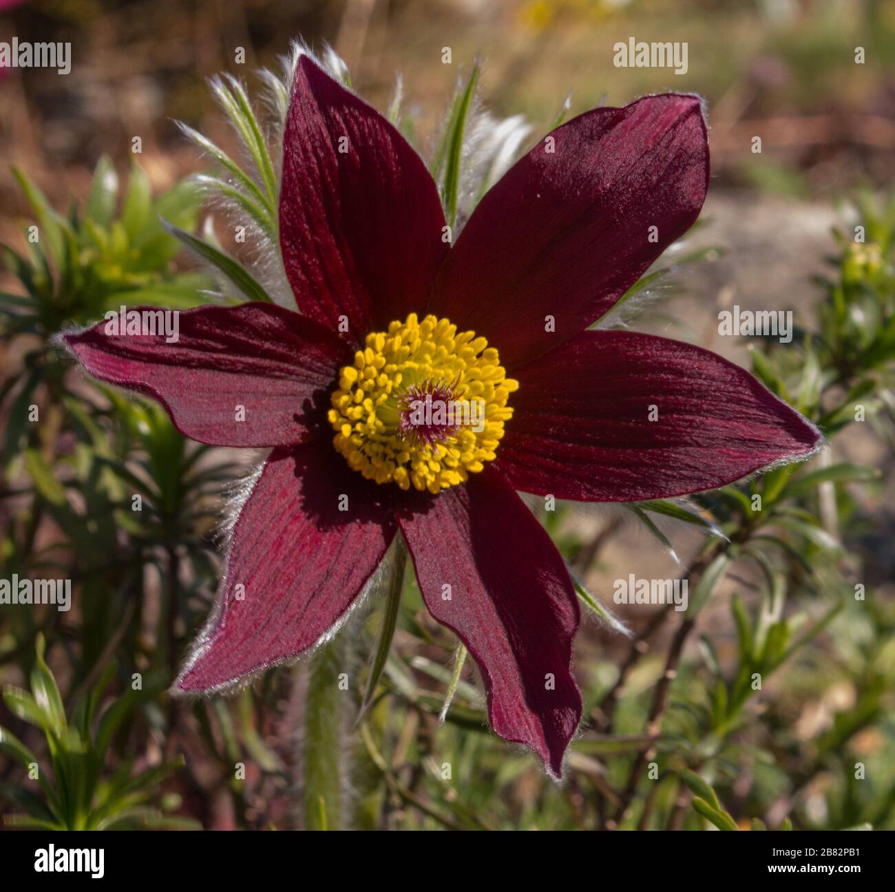 Sissinghurst Spring Flowers from west dean gardens and the national trust sissinghurst ...